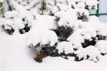 Spruce legs green under fluffy white snow sheltered in winter