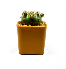 Small cactus on a white background.