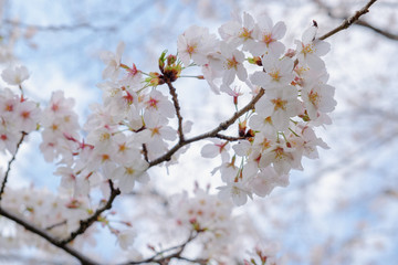桜の背景