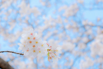 桜の背景