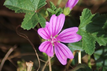 purple flower in the garden