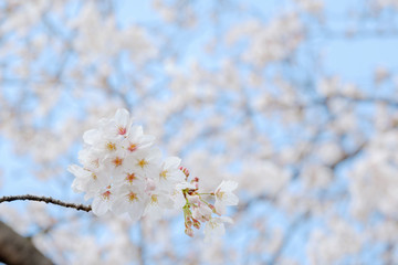 桜の背景