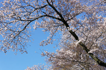 桜満開