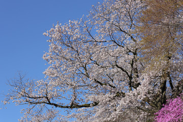桜満開
