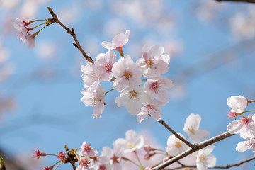 桜の背景