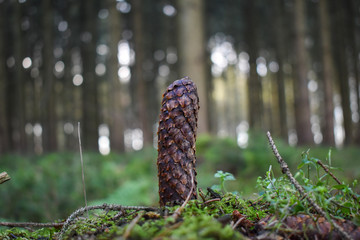 Pine cone