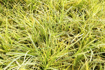 Close up of the fresh leaves of the chlorophytum
