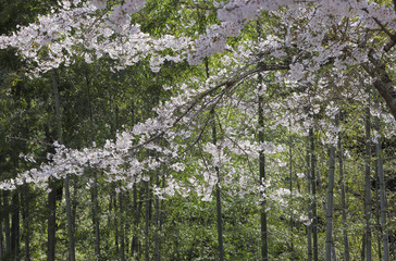 竹林の桜