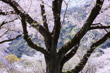 Obraz premium 桜満開