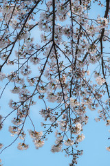 桜の背景
