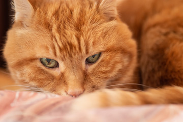Fototapeta na wymiar Sleepy red cat. Selective focus on eyes.