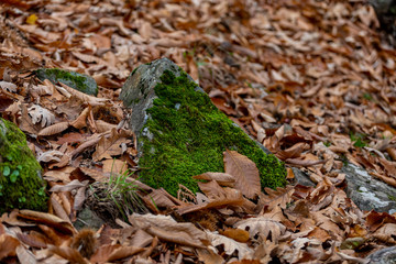Stones with a lot of very green moss in the Chestnut del Temblar