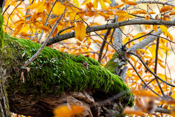 Chestnuts of the Temblar in Autumn in the province of Extremadura