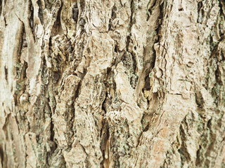 bark of a tree