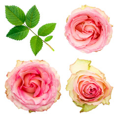 Set of light pink roses buds and leaves. Flowers on a white background.