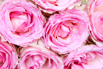 Background of light pink roses. Tea rose variety flowers.