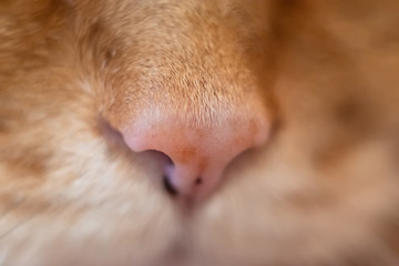 Naklejka na ściany i meble Nose of a red cat. Selective focus.