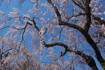 枝垂れ桜