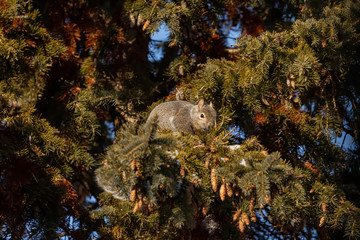 Squirrel. Eastern gray squirrel in  winter. Squirrel  in the sun in winter on spruce tree. Natural scene from Wisconsin