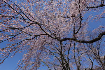 Fototapeta premium 枝垂れ桜