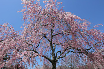 枝垂れ桜