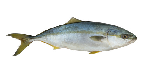 Yellowtail amberjack fish isolated on white background