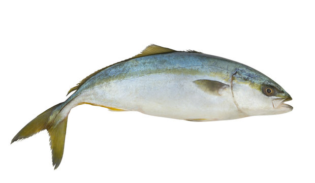 Amberjack fish isolated on white background