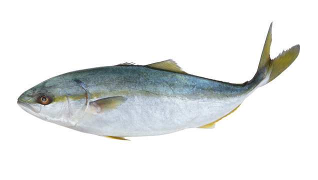 Yellowtail amberjack fish 