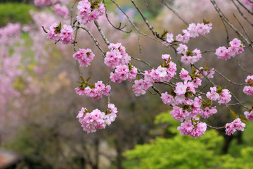 八重桜
