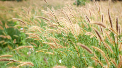 grass in the field nature background. soft cattails flower outdoor summer