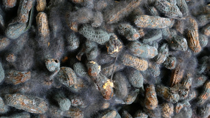 dirty old fungi moss. black fungus in a peanut shell