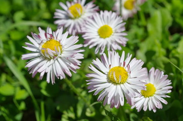 Perennial daisies (lat. Bellis perennis) close-up © koromelena