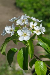 Branch of a blooming pear in the garden