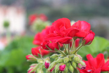 flowers landscape red