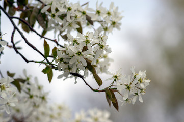 Amelanchier lamarckii deciduous flowering shrub, group of white flowers on branches in bloom