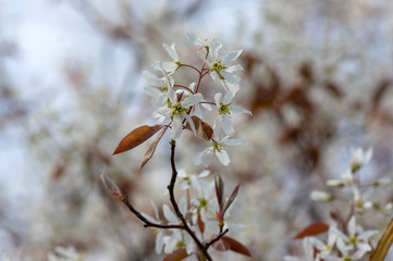 Amelanchier lamarckii deciduous flowering shrub, group of white flowers on branches in bloom