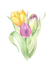 Watercolor tulips bouquets. Wedding arrangements. Easter card template