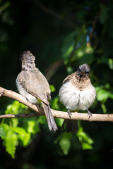 Two Dark-Capped Bulbul birds (Pycnonotus tricolor) fluffing up on a branch, South Africa