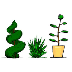 Colorful set of three beautiful garden plants on white background.