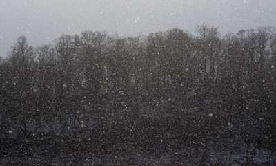 View of trees on shore of Oshima, Lake Toya (Hokkaido) while snow is falling