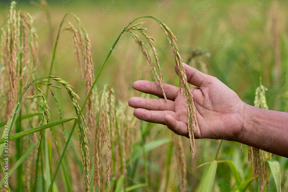 Wall mural hand tenderly touching a farmers rice