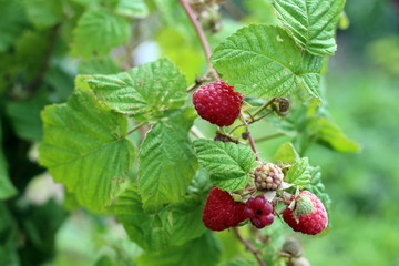 Fresh ripe raspberries on a branch in the garden