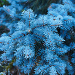 Naklejka na ściany i meble (Picea pungens) Epicéa ou sapin bleu de couleur vert bleuté décoratif