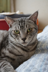 サバトラ猫の上半身のクローズアップ