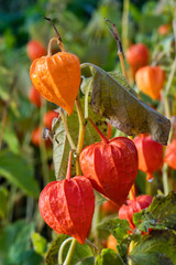 Physalis alkekengi var. franchetii 'Zwerg' fruit with husk commonly known as Chinese Lantern