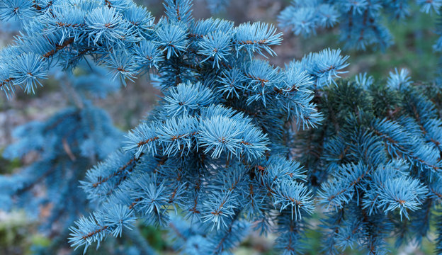 Epicéa du Colorado ou sapin bleu (Picea pungens), un conifère élégant et  majestueux au feuillage décoratif en forme d'aiguilles pointues,  persistantes bleu-vert autour de rameaux gris et rougeâtre Photos | Adobe  Stock
