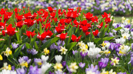 A plain of multicolored wildflowers in selective focus