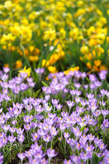 Fototapeta premium A plain of yellow and purple wildflowers split into two