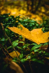 autumn leaves on water