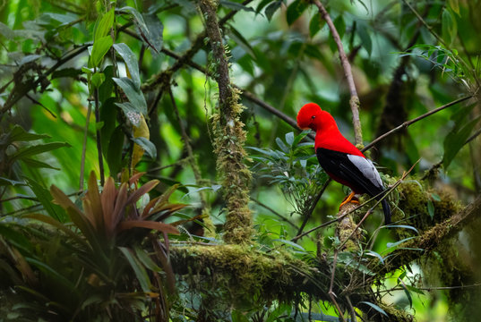 Andean Cock of the Rock - Rupicola peruviana, iconic colored bird from Andean mountains, Mindo, Ecuador.